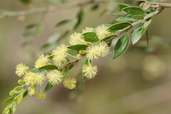 Acacia howittii