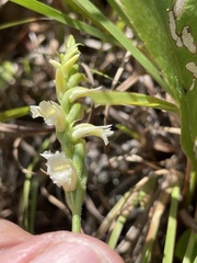 Spiranthes ochroleuca