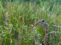 Sympetrum sanguineum