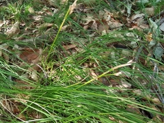 Carex alba