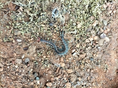 Scolopendra laeta