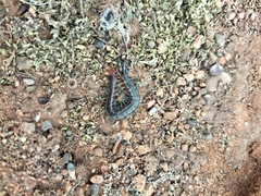 Scolopendra laeta