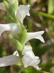 Spiranthes