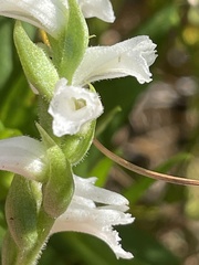 Spiranthes