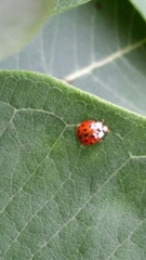 Harmonia axyridis
