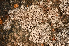 Physcia adscendens