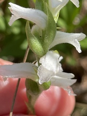 Spiranthes
