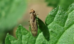 Opomyza petrei