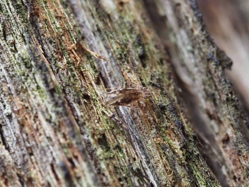 Barklice, Booklice, and Parasitic Lice from Selby VIC 3159, Australia