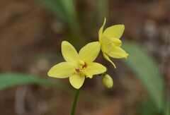 Spathoglottis gracilis