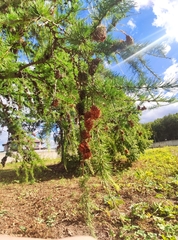 Larix decidua