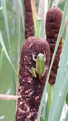Hyla cinerea