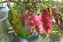 Trichoglossus chlorolepidotus