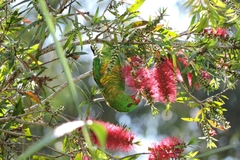 Trichoglossus chlorolepidotus