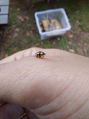 Adalia decempunctata