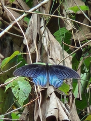 Papilio memnon heronus