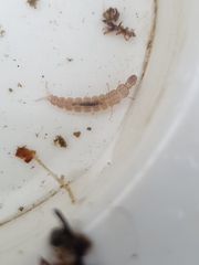 Polycentropodidae