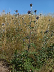 Echinops tataricus