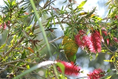 Trichoglossus chlorolepidotus