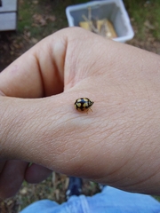 Adalia decempunctata