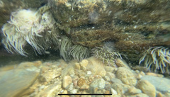 Anemonia viridis