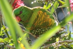 Trichoglossus chlorolepidotus