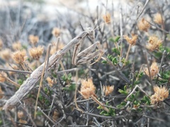 Rivetinini