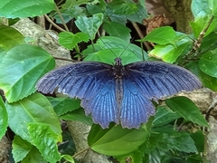 Papilio memnon heronus
