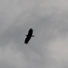 Haliaeetus albicilla