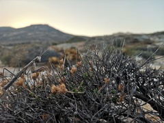 Rivetinini