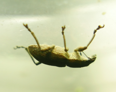 Charagmus gressorius