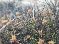 Rivetinini