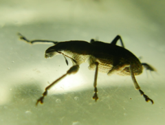 Charagmus gressorius