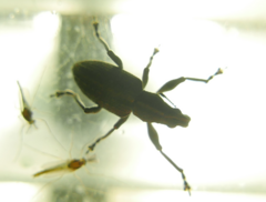 Charagmus gressorius