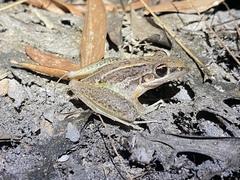 Litoria nasuta