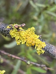 Polycauliona polycarpa