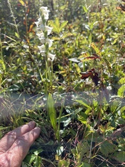 Spiranthes ochroleuca