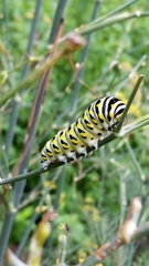 Papilio polyxenes