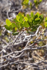 Eucalyptus vernicosa