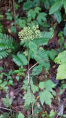 Hydrangea barbara