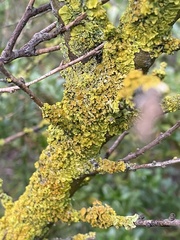 Polycauliona polycarpa