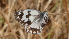 Melanargia lachesis