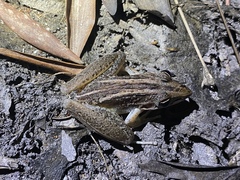 Litoria nasuta