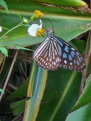 Ideopsis similis