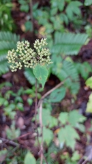 Hydrangea barbara