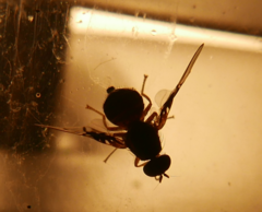 Anomoia purmunda