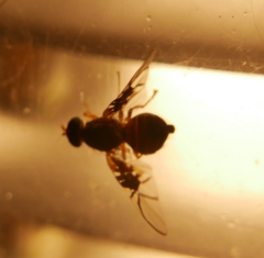 Anomoia purmunda