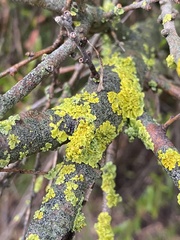 Polycauliona polycarpa