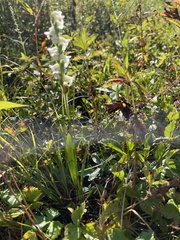 Spiranthes ochroleuca