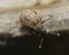 Strophosoma capitatum